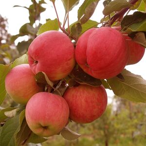 Яблоня плодовая «Аксена»