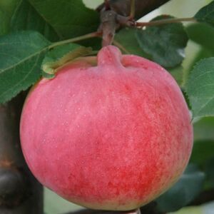 Яблоня плодовая «Вэм сувенир»