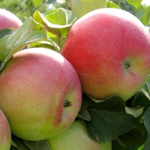 Яблоня плодовая «Родниковая»
