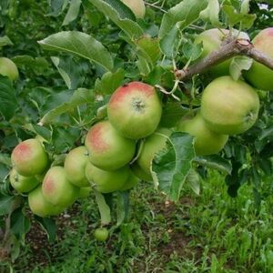 Яблоня плодовая карликовая "Кроха"