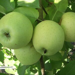 Яблоня плодовая «Свердловчанин»