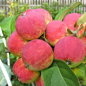 Яблоня плодовая «Уралец»