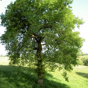 Дуб черешчатый (Quercus robur)