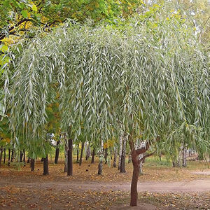 Ива белая серебристая (Salix alba)
