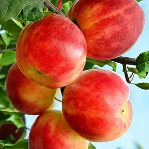 Яблоня плодовая «Горнист»