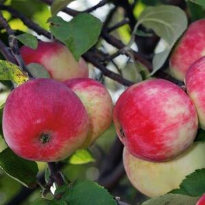 Яблоня плодовая «Серебряное копытце»