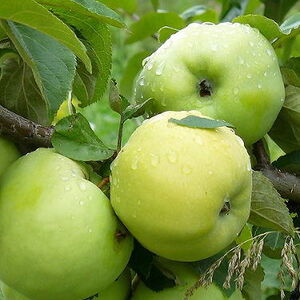Яблоня плодовая «Антоновка»